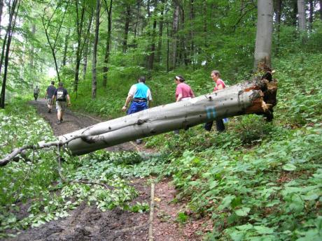 KOMUNIKAT: Usuwanie drzew zagrażających w Iwoniczu- Zdroju